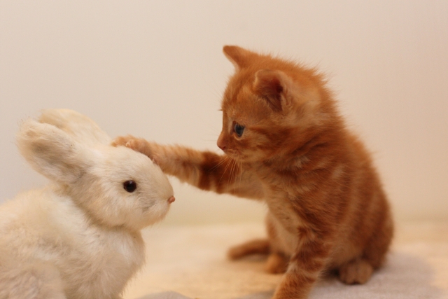 差し迫った 通知する エージェント 動物 壁紙 かわいい Hakobo Jp