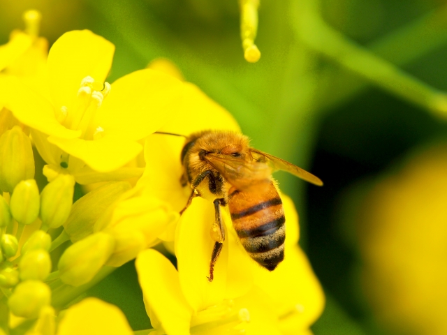 夢占い「蜂を退治する」夢の診断結果